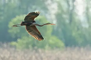 Zouweboezem: Purple Heron