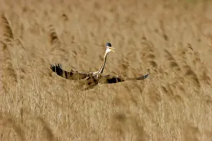 Reeds: Purple Heron