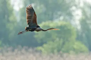 Reeds: Purple Heron