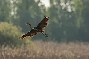 Reeds: Purple Heron