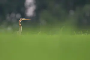Ardea: Purple Heron