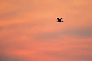 Ardea: Purple Heron