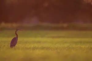 Ardea: Purple Heron