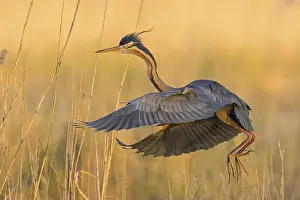 Aerials: Purple Heron, (Ardea purpurea)