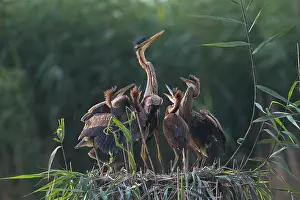 Wurttemberg: Purple heron (Ardea purpurea ), Alto-bird with young