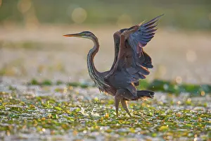Start: Purple heron (Ardea purpurea), the bird searches