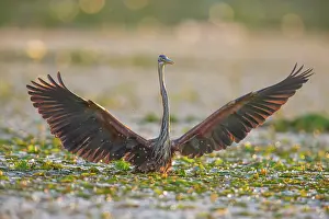 Start: Purple heron (Ardea purpurea), the bird searches