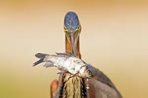 Captures: Purple heron (Ardea purpurea), captures a fish