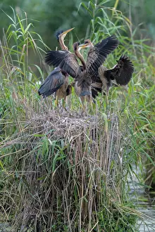 Conflict: Purple heron (Ardea purpurea), family on the nest