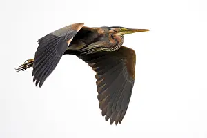 Ameide: Purple heron (Ardea purpurea) in flight against