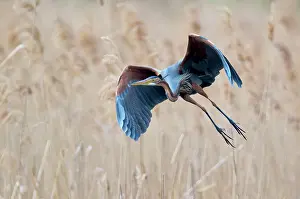 Ardea: Purple heron (Ardea purpurea) in flight, Baden-Warttemberg