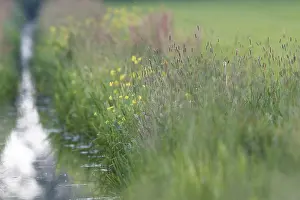 Ditch: Purple Heron (Ardea purpurea) foraging in grass