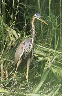 Ebro: Purple Heron (Ardea purpurea). Hunting in the reed