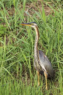 Ebro: Purple Heron (Ardea purpurea). Hunting in the reed