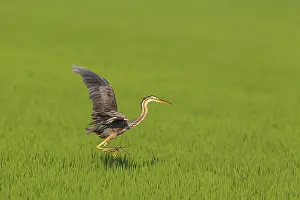 Ebro: Purple Heron (Ardea purpurea). Hunting in a rice
