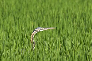 Ebro: Purple Heron (Ardea purpurea). Hunting in a rice