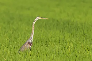Ebro: Purple Heron (Ardea purpurea). Hunting in a rice