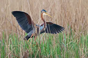 Ardea: Purple heron (Ardea purpurea) at the nest, Baden-Warttemberg