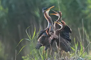Purpurea: Purple heron (Ardea purpurea) at nest with young