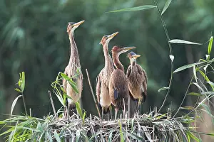 Purpurea: Purple heron (Ardea purpurea), nest with young