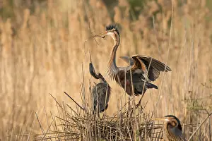 Materials: Purple Heron (Ardea purpurea) pair building nest