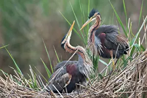 Purpurea: Purple heron (Ardea purpurea), pair at nest in reed