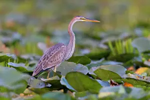 Danube: Purple heron (Ardea purpurea), young bird on water