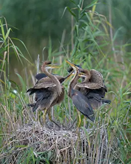 Hungry: Purple heron (Ardea purpurea), young birds begging