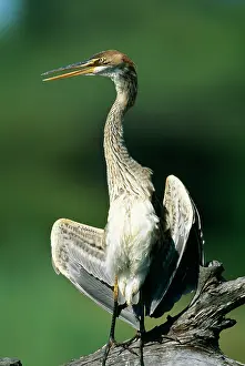 Ingrid Van Den Berg: Purple HERON - juvenile, sunning itself