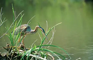 Poised: PURPLE HERON - POISED TO FEED