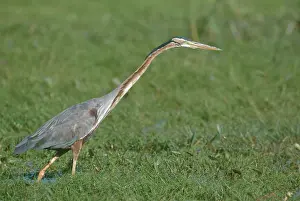 Africas: Purple Heron - walking on marsh