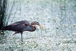 Maureen Brown: PURPLE HERON - in water with fish in beak