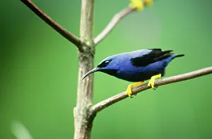 Trinidad: Purple Honeycreeper