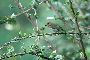 Honeycreeper: Purple Honeycreeper