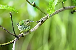Longirostris: Purple Honeycreeper - female on branch