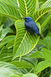 Longirostris: Purple Honeycreeper - on large green leaf
