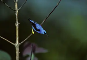 Honeycreeper: Purple Honeycreeper - Male