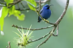 Longirostris: Purple Honeycreeper - male on branch with airplant