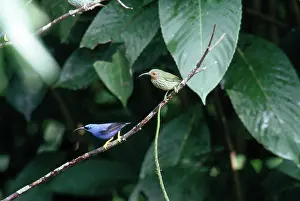 Mates: Purple Honeycreepers