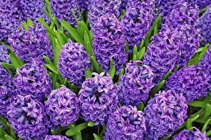 Landscaping: Purple hyacinth flowers, Keukenhof Gardens