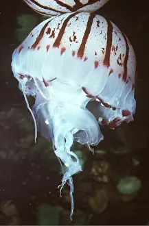 Stripes: PURPLE JELLYFISH - Mauve Stinger