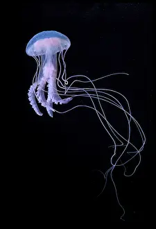 Phosphorescent: Purple jellyfish / Phosphorescent jellyfish