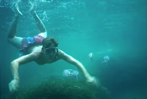 Phosphorescent: Purple Jellyfish / Phosphorescent Jellyfish - diver