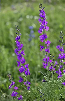 Consolida: Purple Larkspur in flower eastern Turkey
