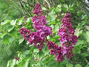 Oleaceae: Purple Lilac