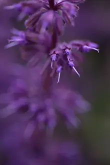 Whorl: Purple lilac sage
