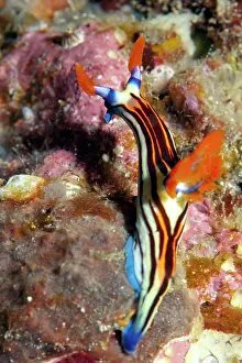 Nudibranches: Purple-lined Nembrotha Nudibranch