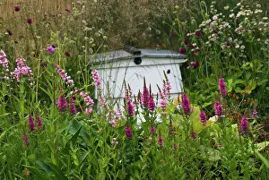 Loose: Purple Loose strife