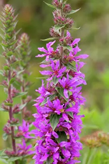 Loosestrife: Purple Loosestrife