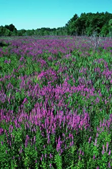 Loosestrife: Purple Loosestrife
